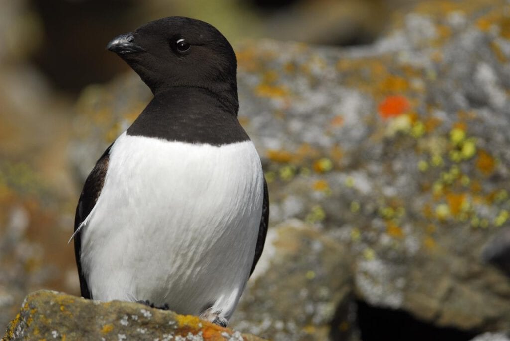 Little auk