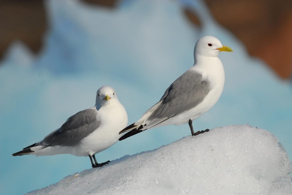 Black-legged kittiwake