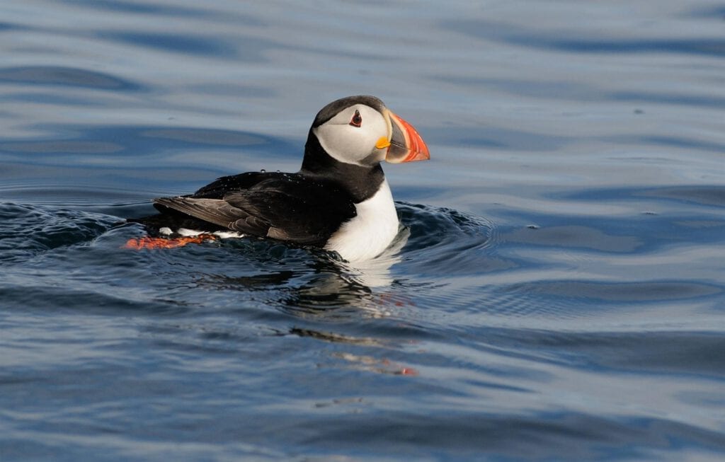 Atlantic puffin