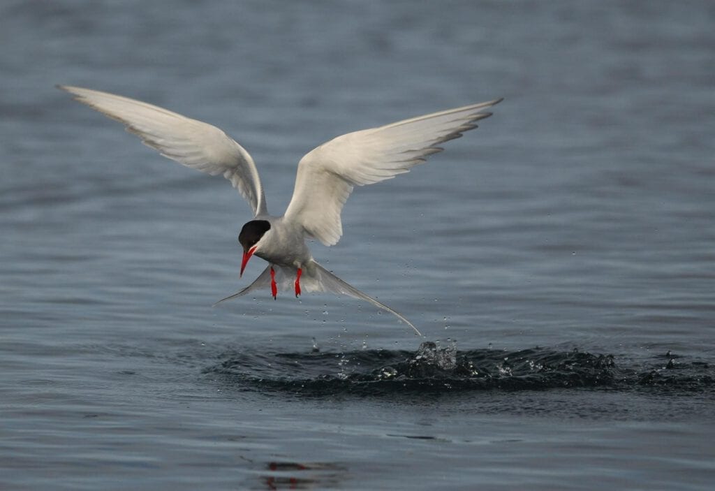 Arctic tern