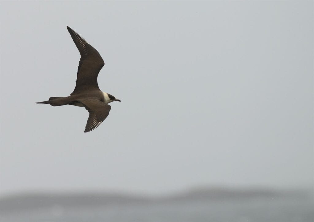 Arctic skua