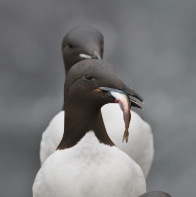 Seabirds may find food at sea by flying in a kilometers-wide arc