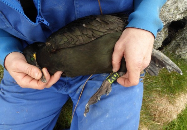 Banding a European shag. Photo © Tycho Anker-Nilssen