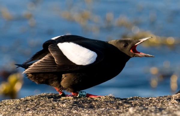 Ringed black guillemot. Photo © Tycho Anker-Nilssen