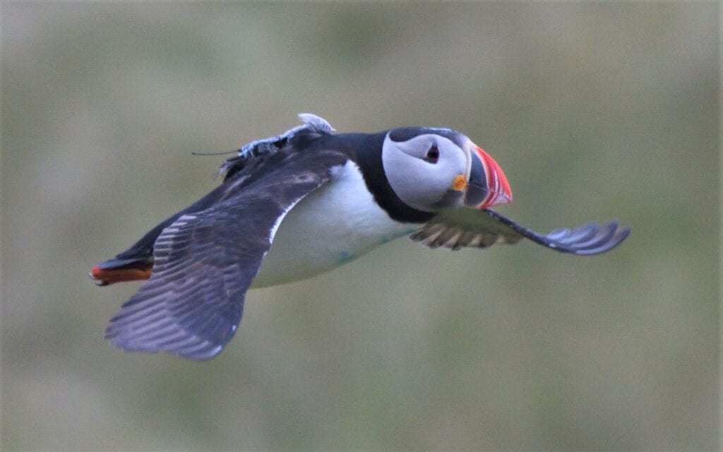 Puffin with GPS
