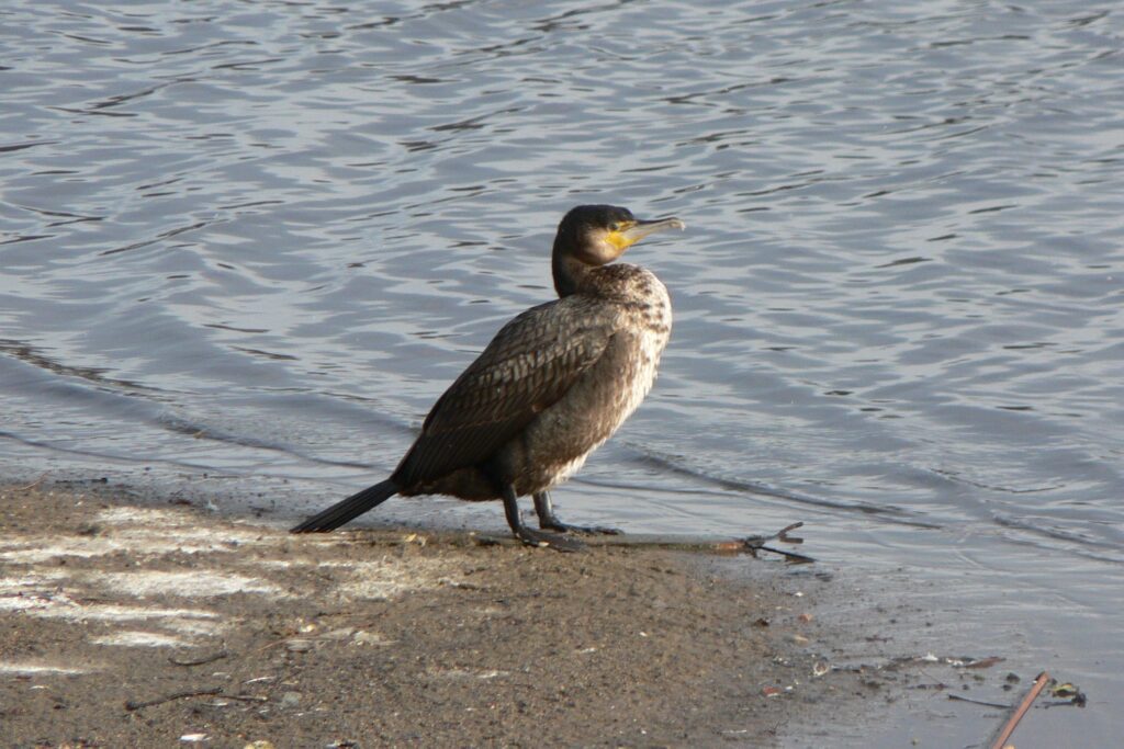 Great cormorant (Phalacrocorax carbo sinensis). Photo © Nina Dehnhard