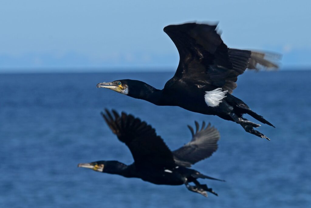 Great cormorant (Phalocrocorax carbo). Photo © Tycho Anker-Nilssen