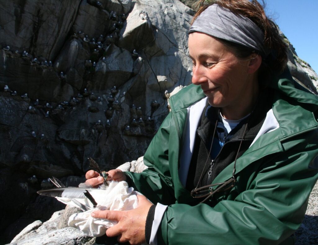 Researcher with GLS-tagged kittiwake