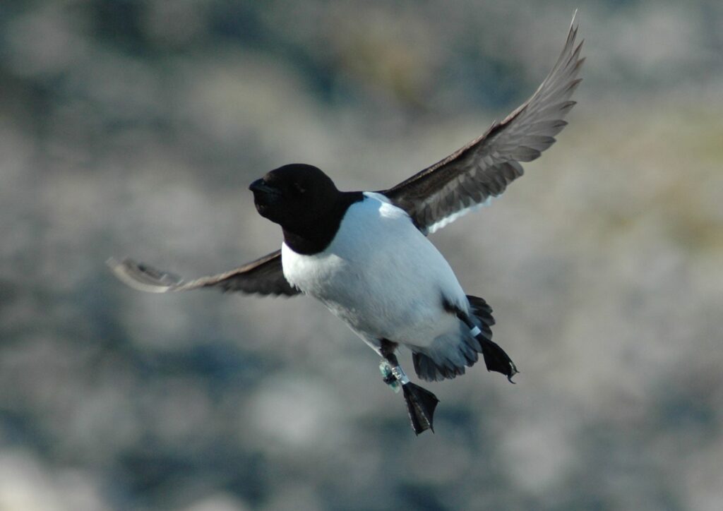 Little auk with GLS. Photo © Céline Albert