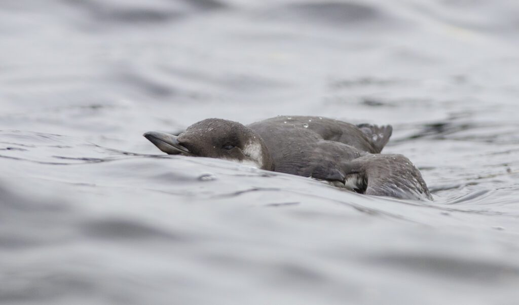Common guillemot struggling in the waves. Photo © Kjell Isaksen