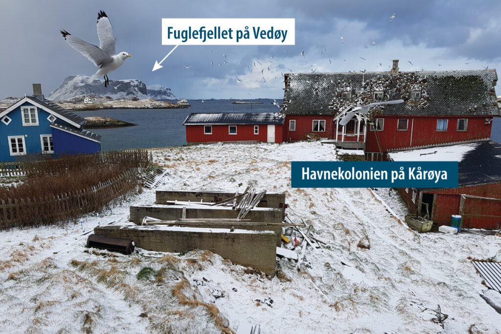 Havna på Kårøya 2020. Foto © Tycho Anker-Nilssen