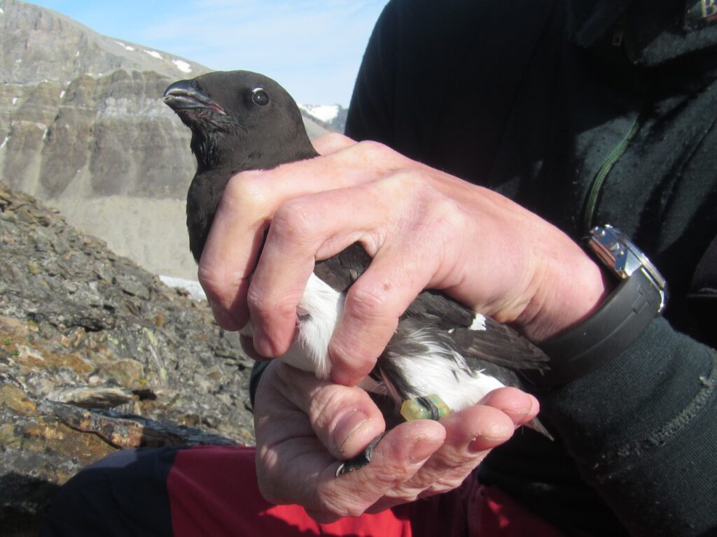 Little auk with GLS. Photo © SEAPOP