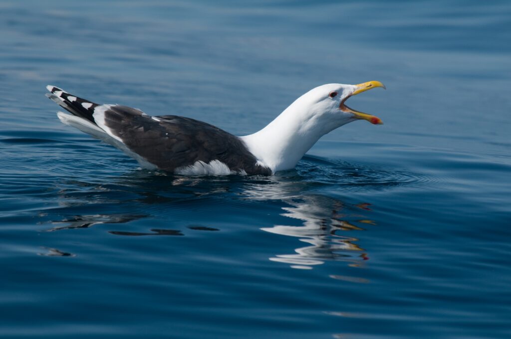 Great Black-backed Gull on the water. Photo © Tycho Anker-Nilssen