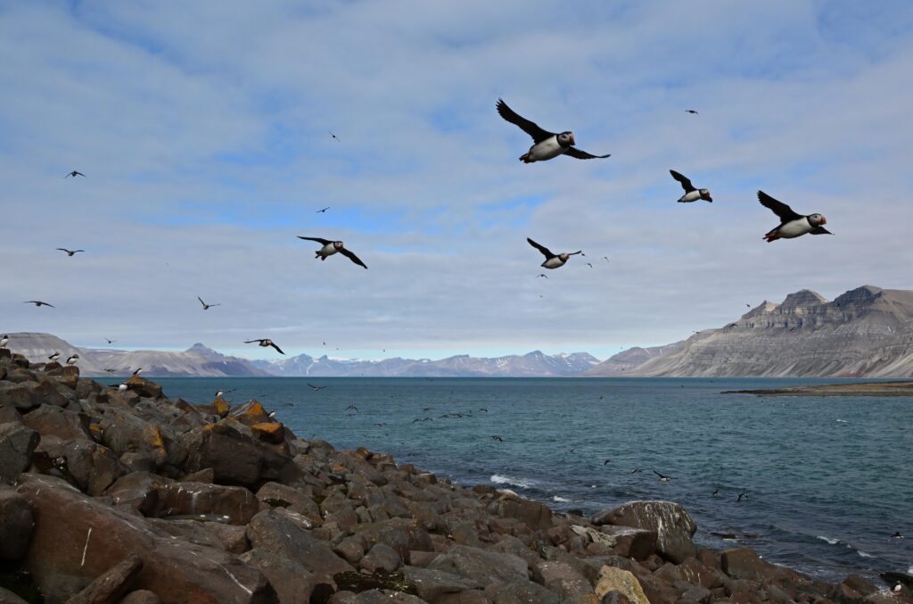 Lunder over koloni i Isfjorden. Foto © Sébastien Descamps