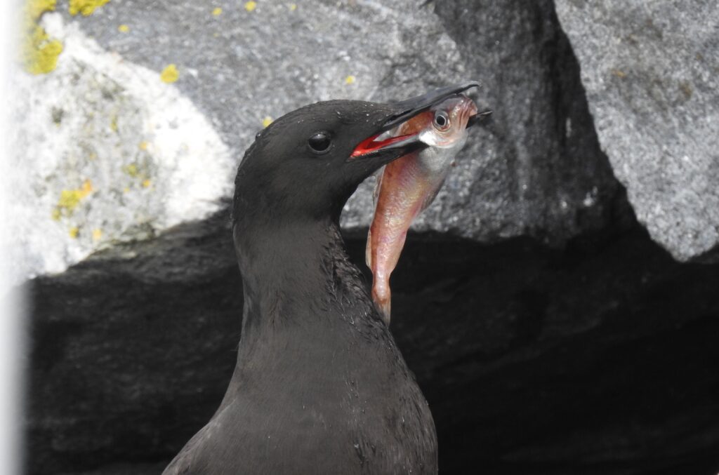 Black guillemot with a haddock. Photo © Nina Dehnhard