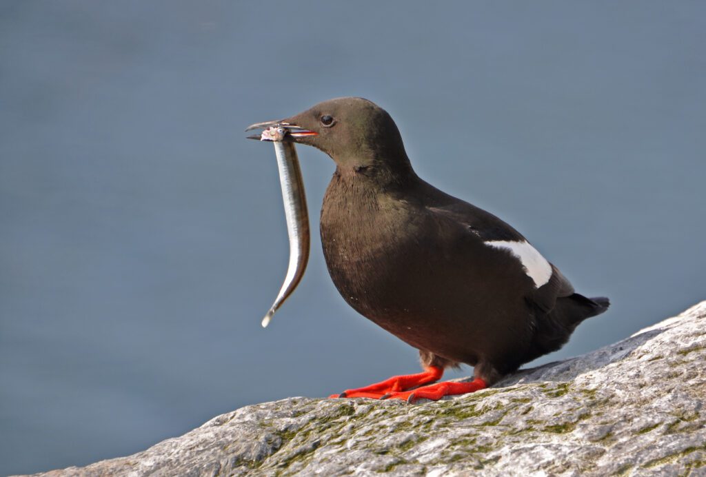 Black guillemot with a sand eel. Photo © Rob Barrett