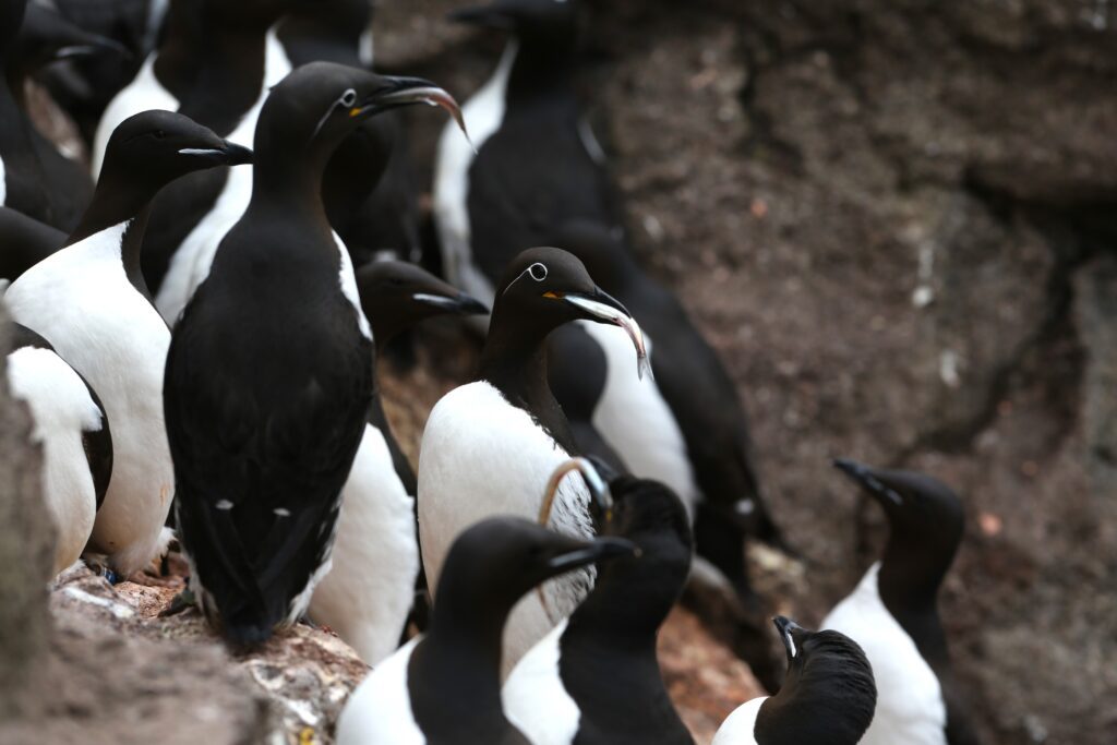 Common and Brünnich's guillemots with fish in a breeding colony. Photo © Marion Lexau Nødseth