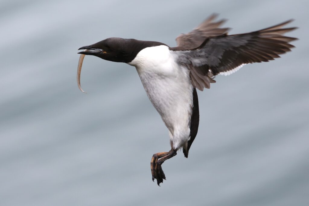 Polarlomvi i flukt med langebarn. Foto © Marion Lexau Nødseth