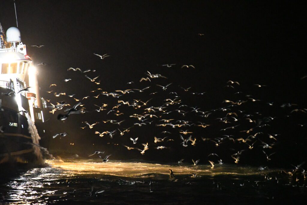 Sjøfugler leter etter mat nær et fiskefartøy. Foto © Signe Christensen-Dalsgaard