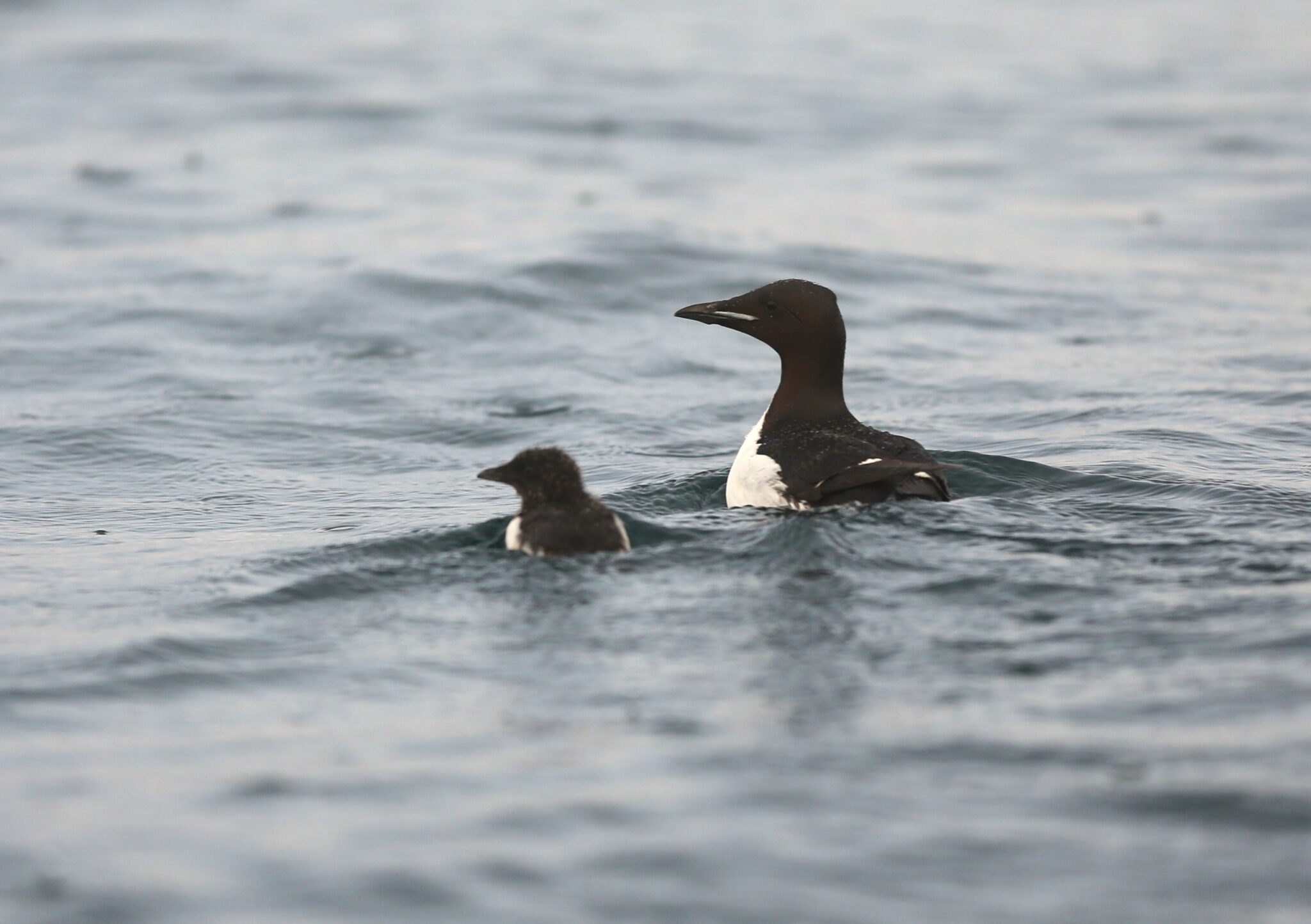 Surprises in the swimming migration of guillemot chicks - SEAPOP