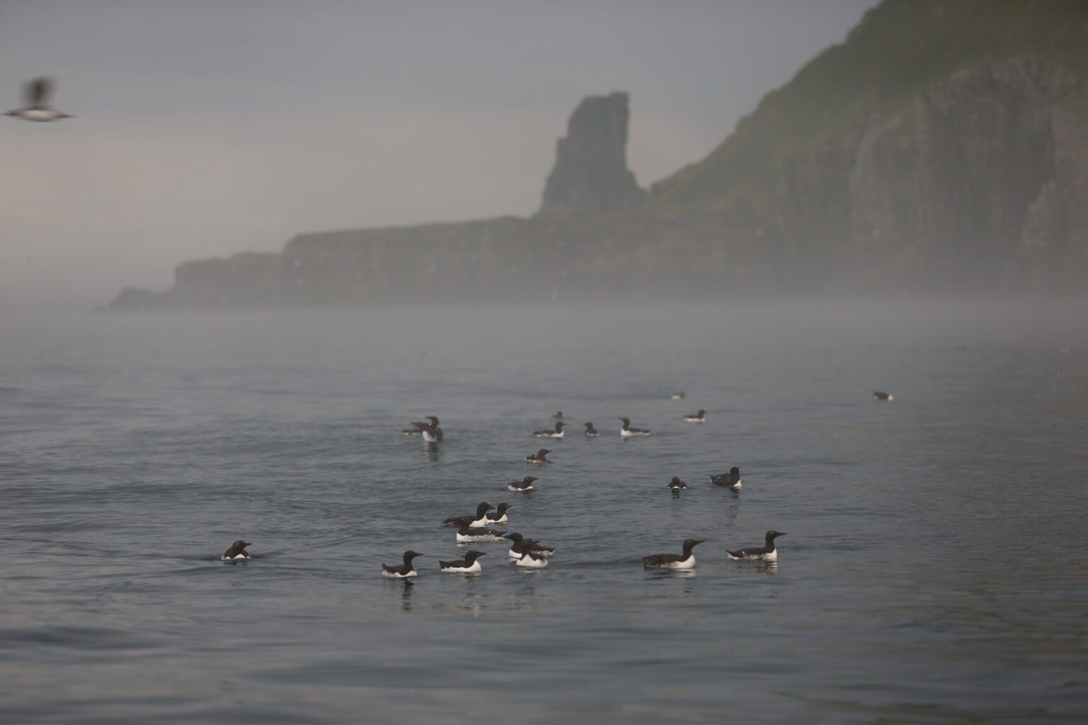 Surprises in the swimming migration of guillemot chicks - SEAPOP