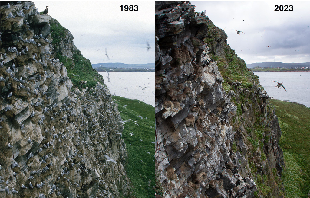 Fuglefjell på Hornøya før og nå. Foto © Rob Barrett/Signe Christensen-Dalsgaard