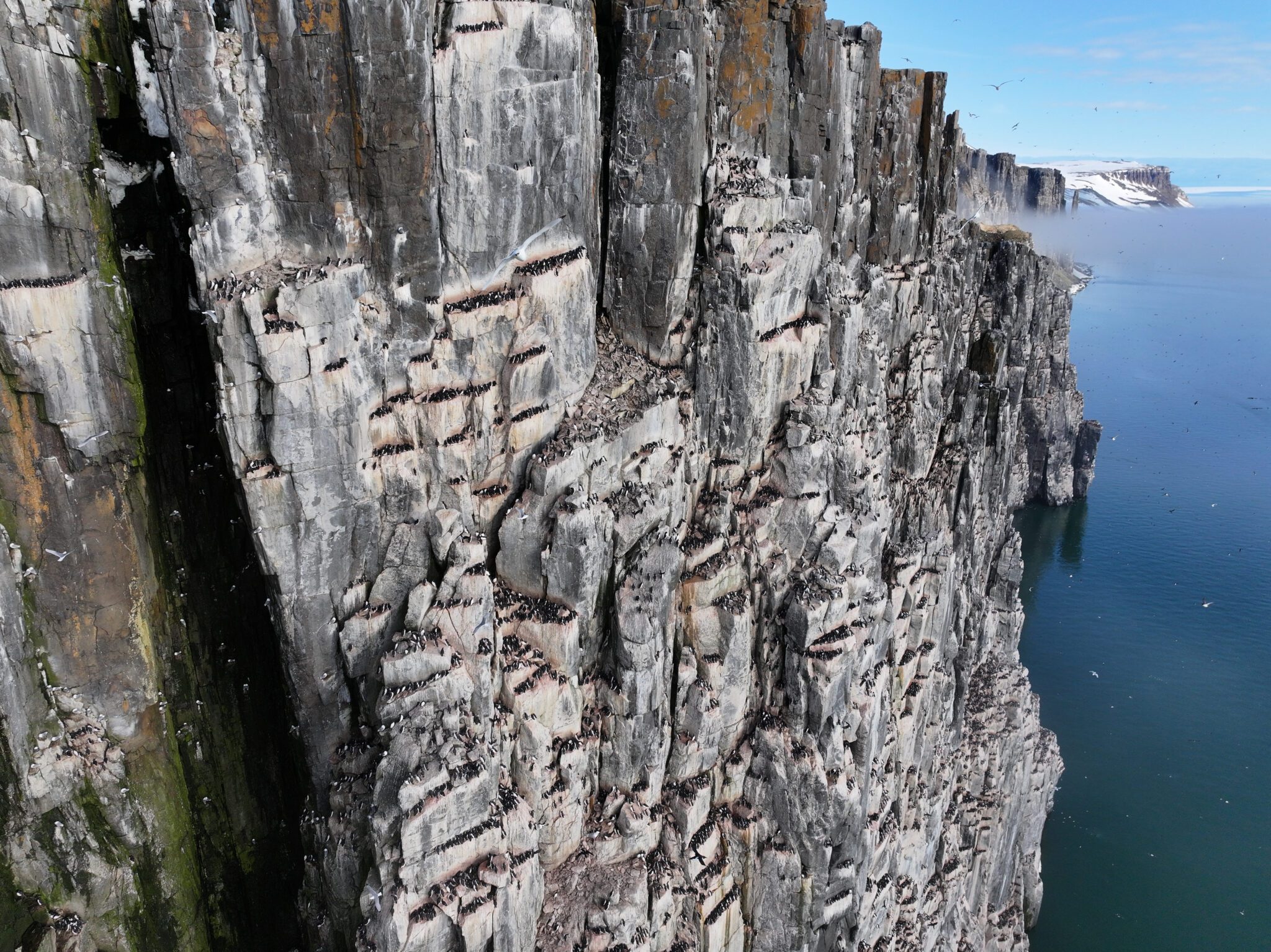 Alkefjellet på Svalbard. Foto © Sébastien Descamps, Norsk Polarinstitutt
