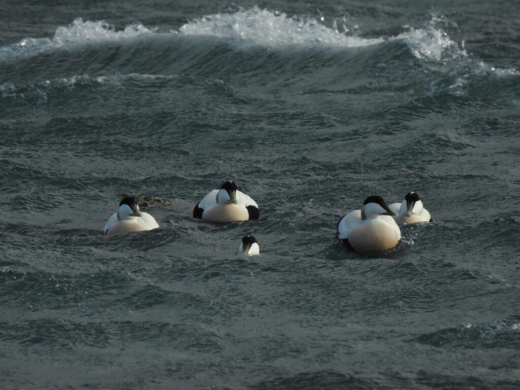 Ærfuglhanner i Trondheimsfjorden. Foto © Nina Dehnhard