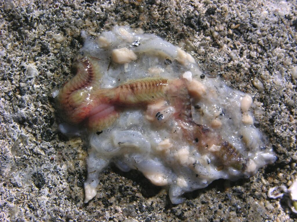 Gulpebolle